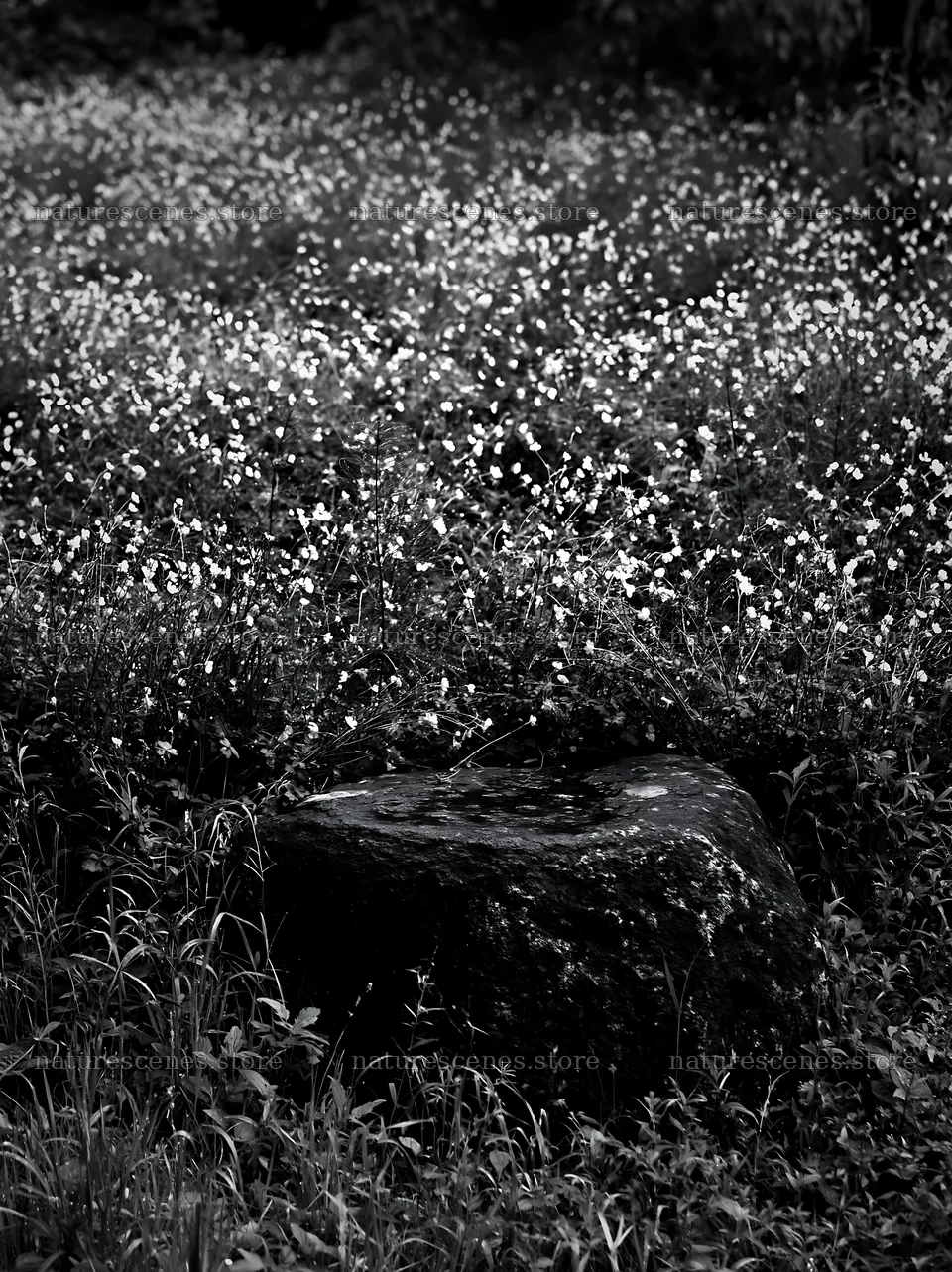 Kyoto spring wildflower meadow with stone in foreground – nature scenes 6866x9174