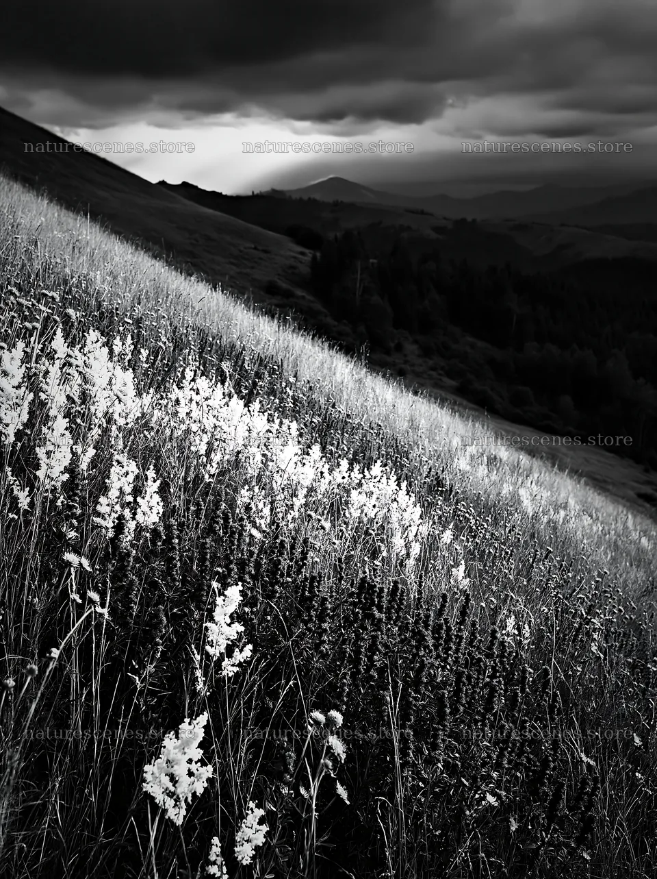 Summer meadows in Transylvania with dark clouds – nature scenes 6866x9174