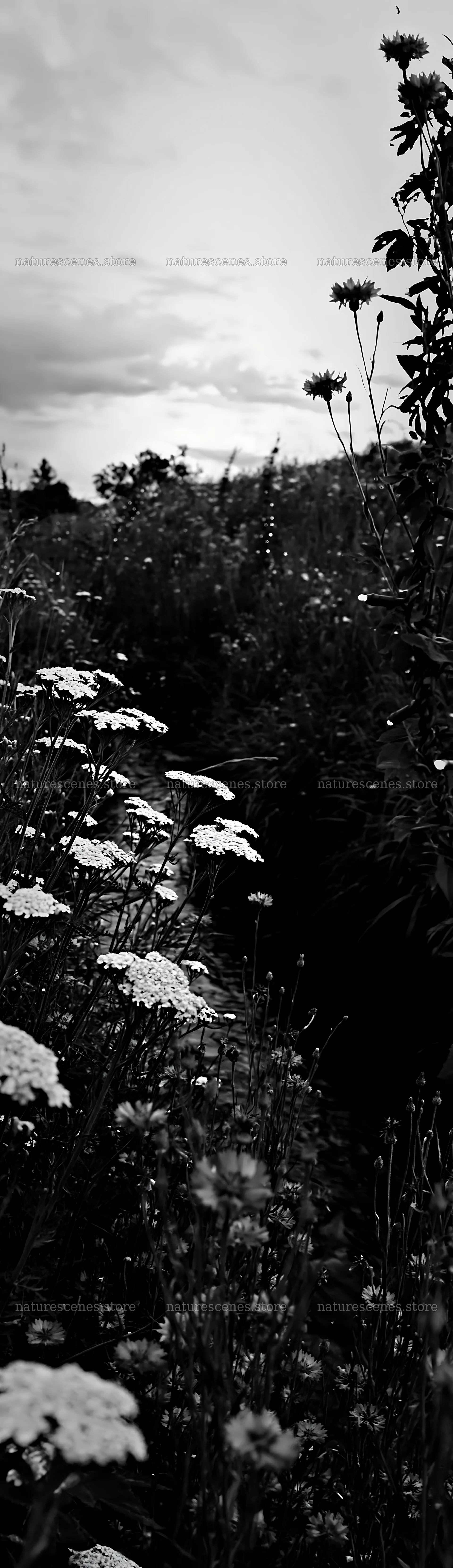 Christmas lights beside stream in meadow at dusk – nature scenes 4268x14762