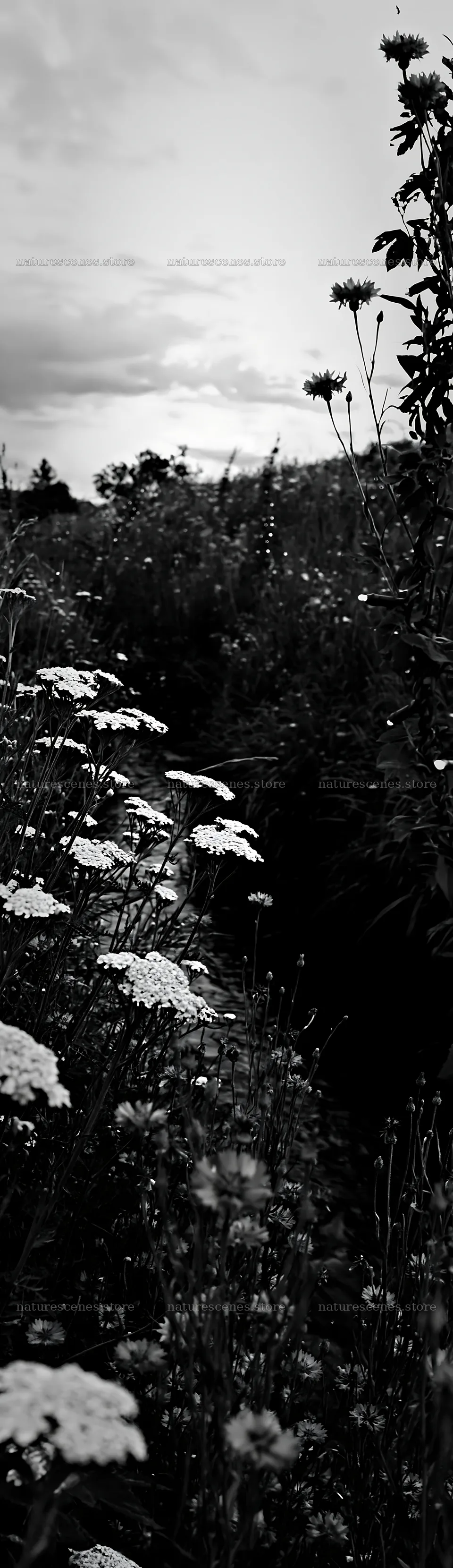 Christmas lights beside stream in meadow at dusk – nature scenes 4268x14762
