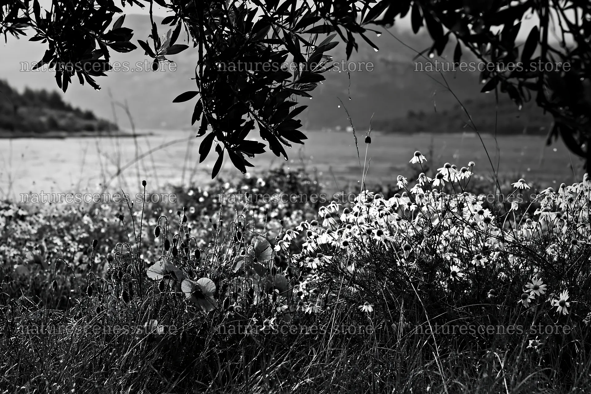 Seaside orchard meadow with flowers and water view – nature scenes 9722x6480