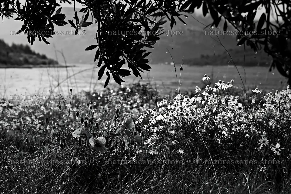 Seaside orchard meadow with flowers and water view – nature scenes 9722x6480