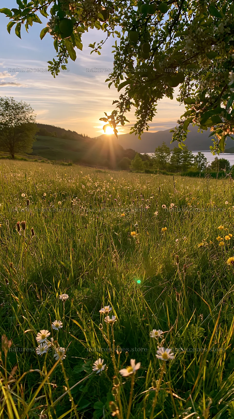 Highland apple meadow at sunset with flowers and tree – nature scenes 5938x10608