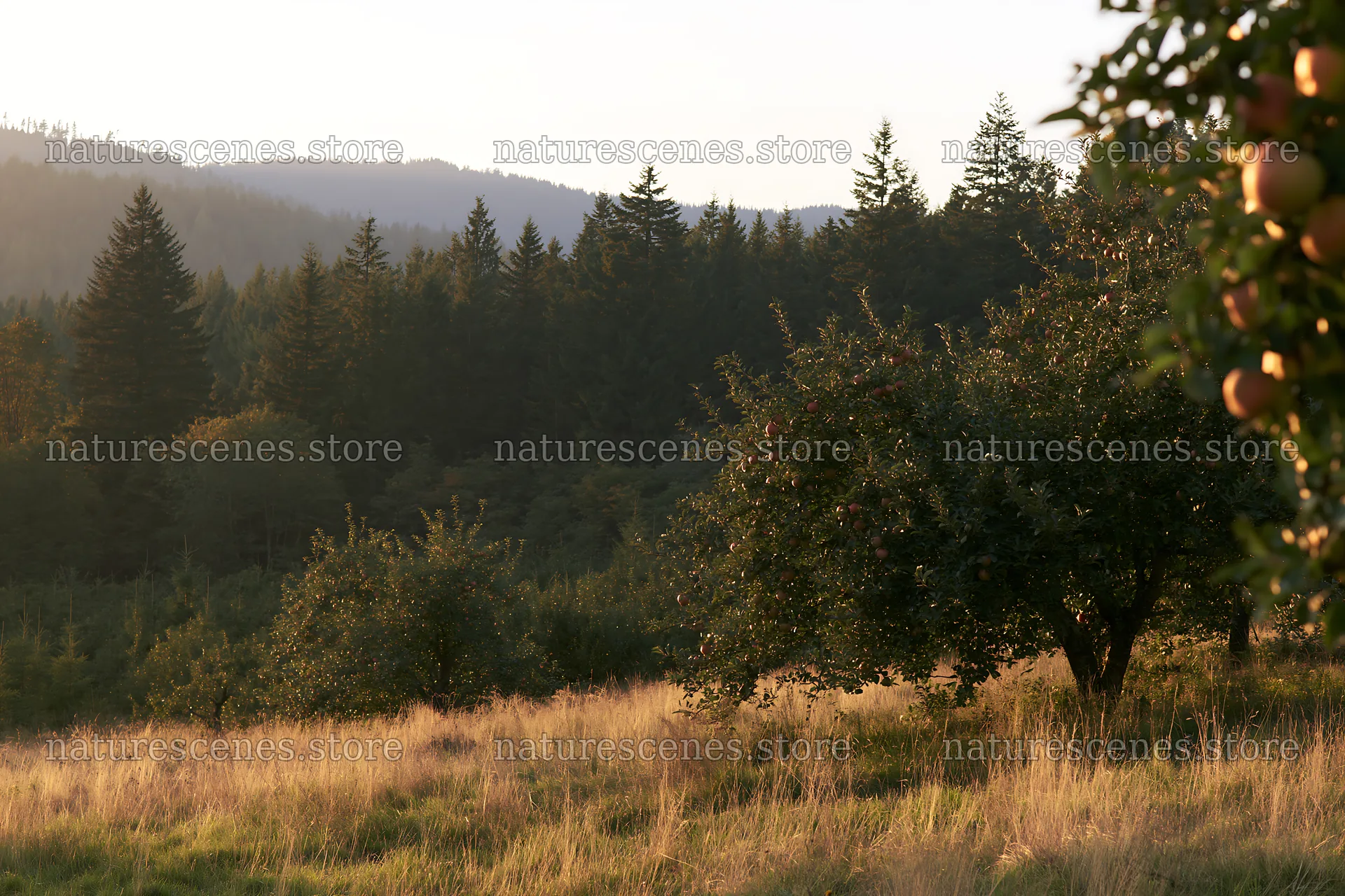 Sunset over apple meadow with trees in the background – nature scenes 9722x6480