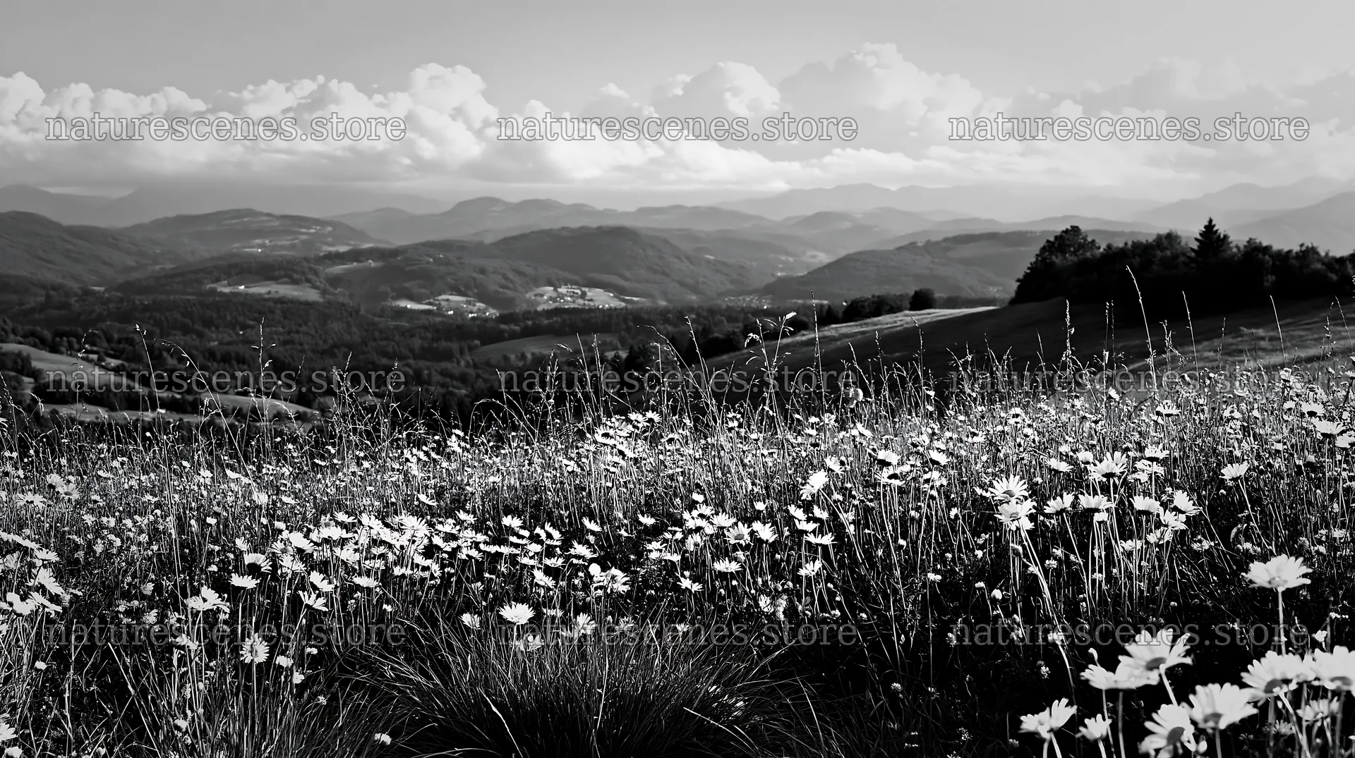 Clover speedwell meadow with hills and clouds in black and white – nature scenes 10608x5938