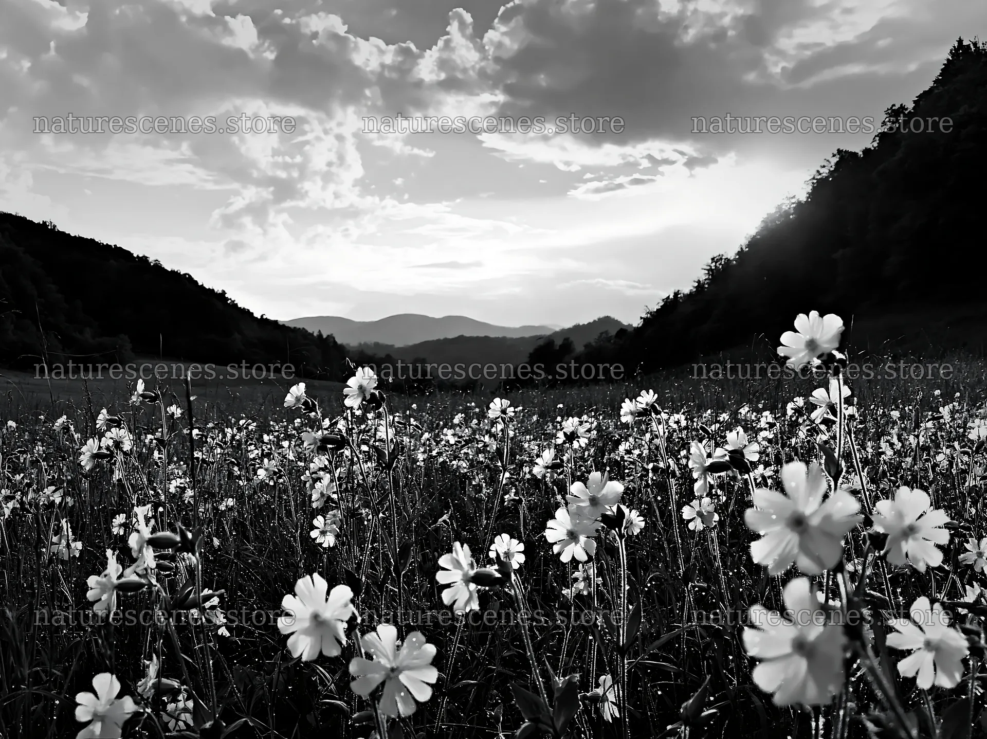 Hungarian meadow along wooded valley with blooming flowers – nature scenes 9174x6866