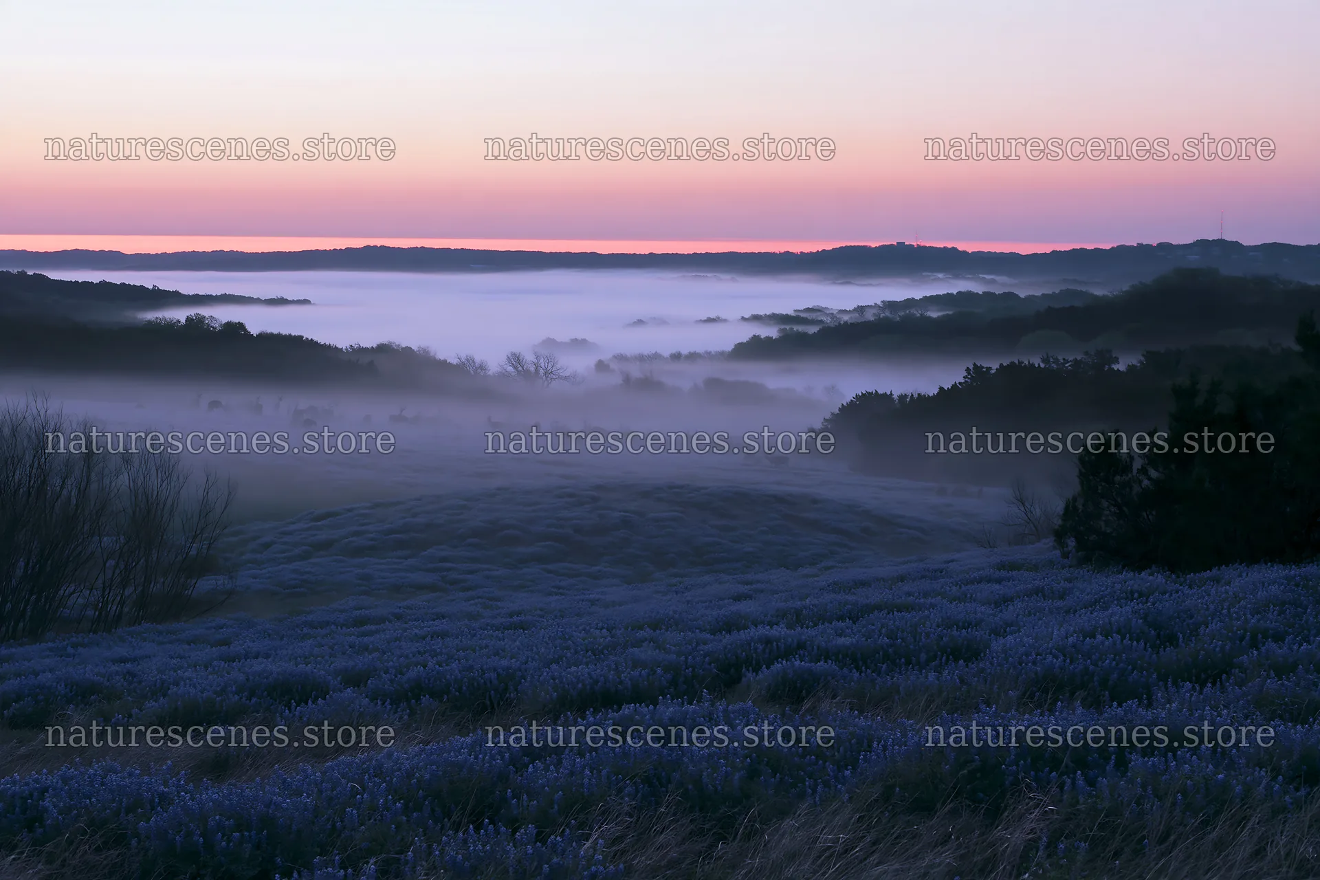 Bluebonnet meadow at sunrise with mist in the background – nature scenes 9722x6480