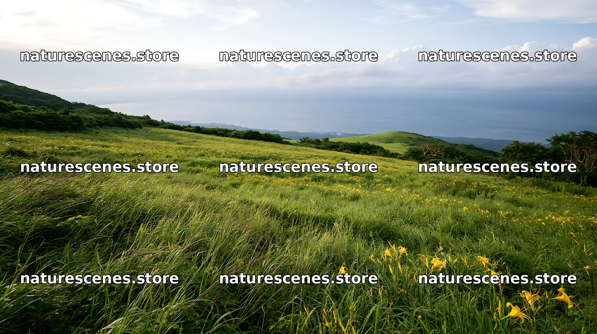 Iwate rain refreshed meadow seedhead foreground – nature scenes 10608x5938