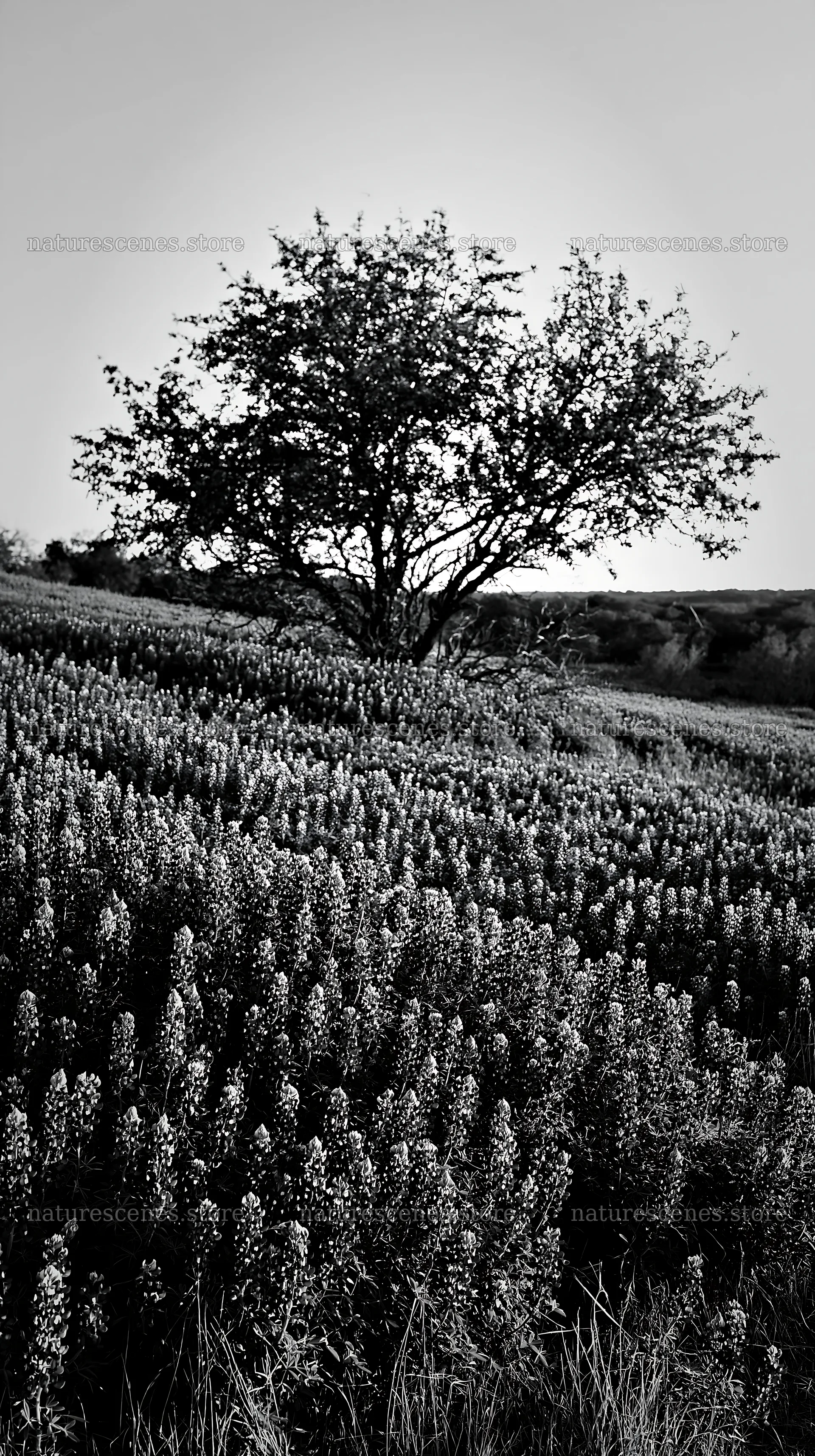 Bluebonnet meadow with tree at sunrise in black and white – nature scenes 5938x10608