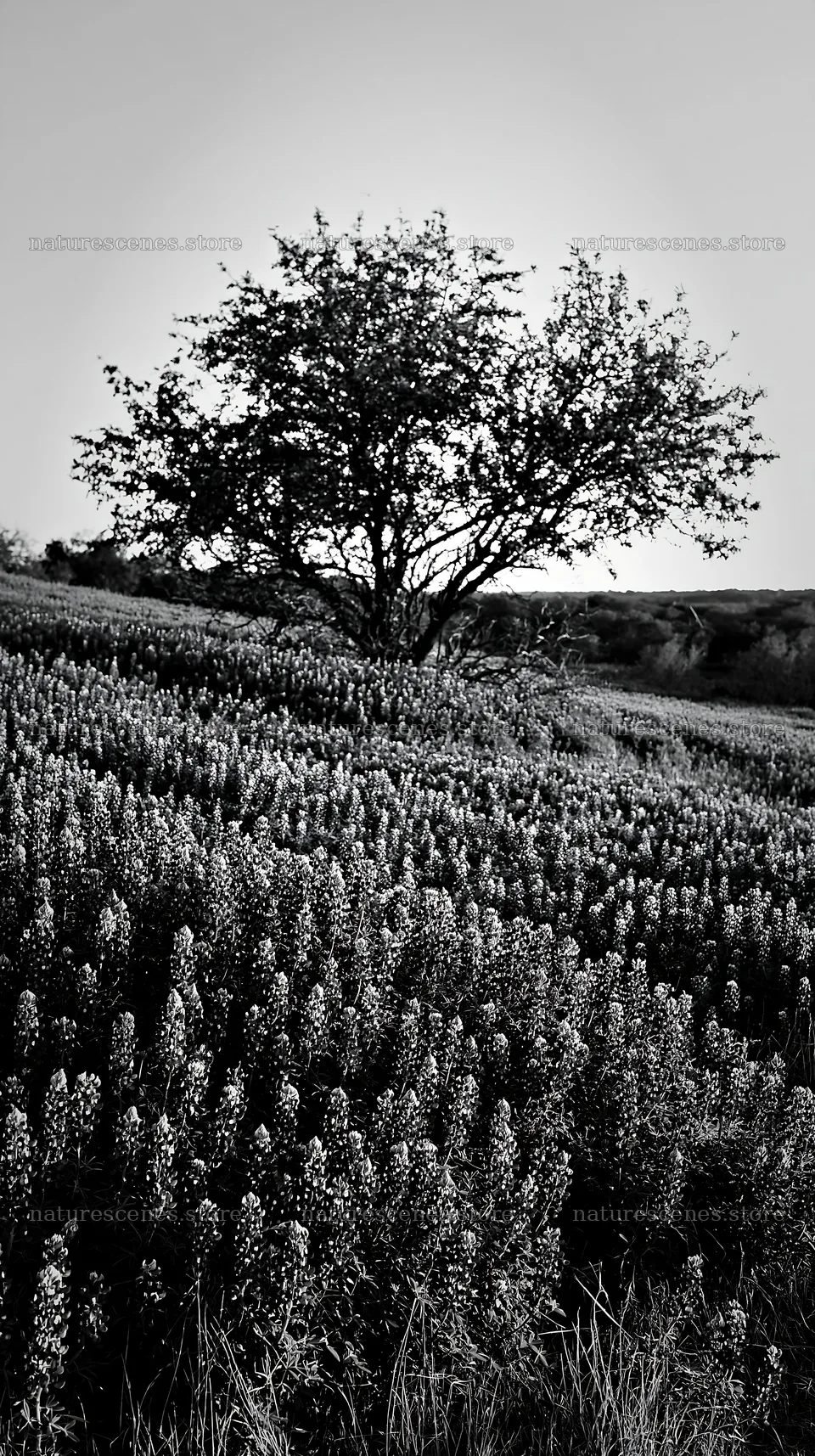 Bluebonnet meadow with tree at sunrise in black and white – nature scenes 5938x10608
