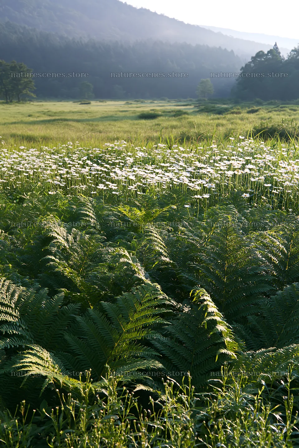 Nara summer meadow with ferns and wildflowers – nature scenes 6480x9722