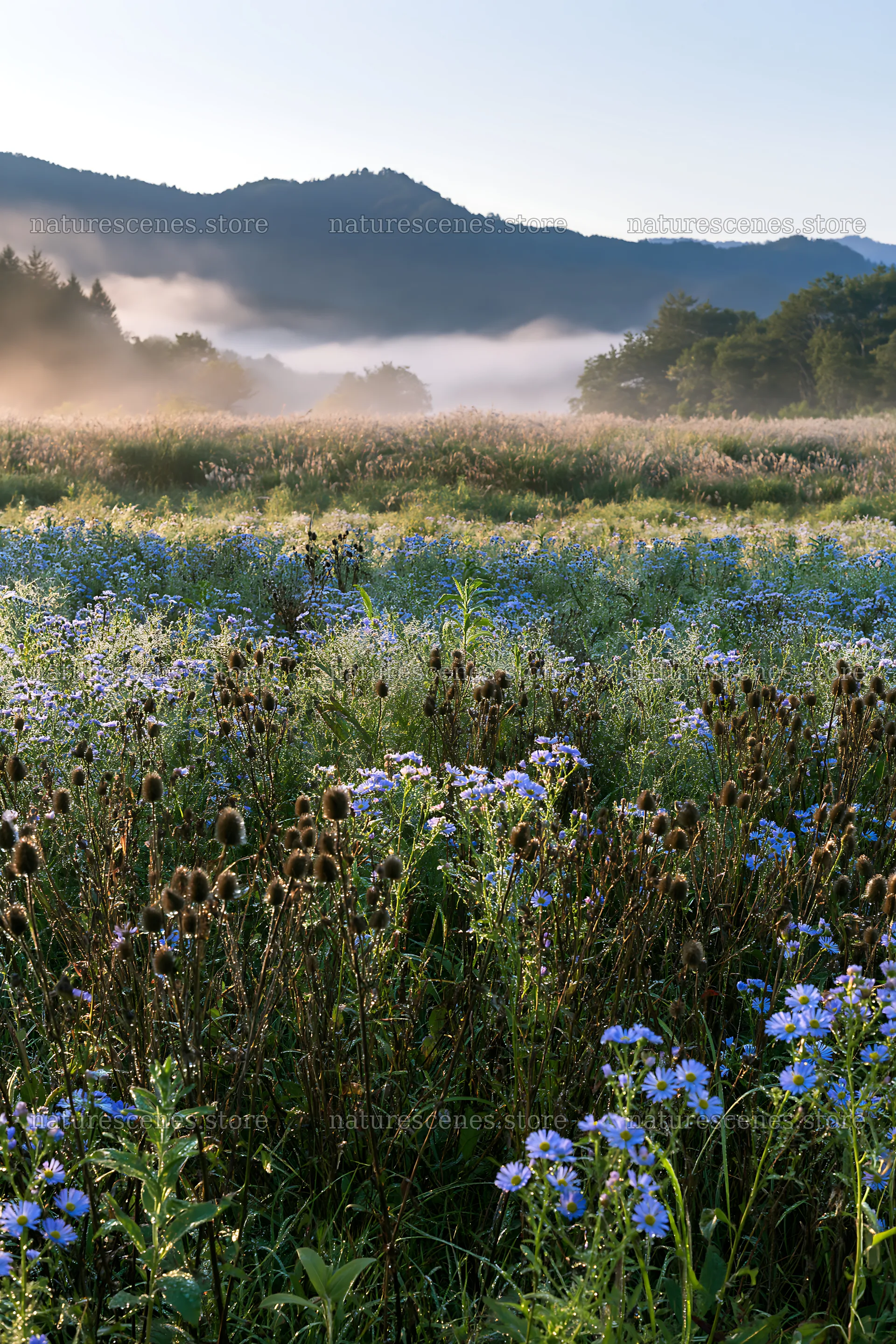 Biodiverse Nagano silver grass meadow dew in early morning light – nature scenes 6480x9722