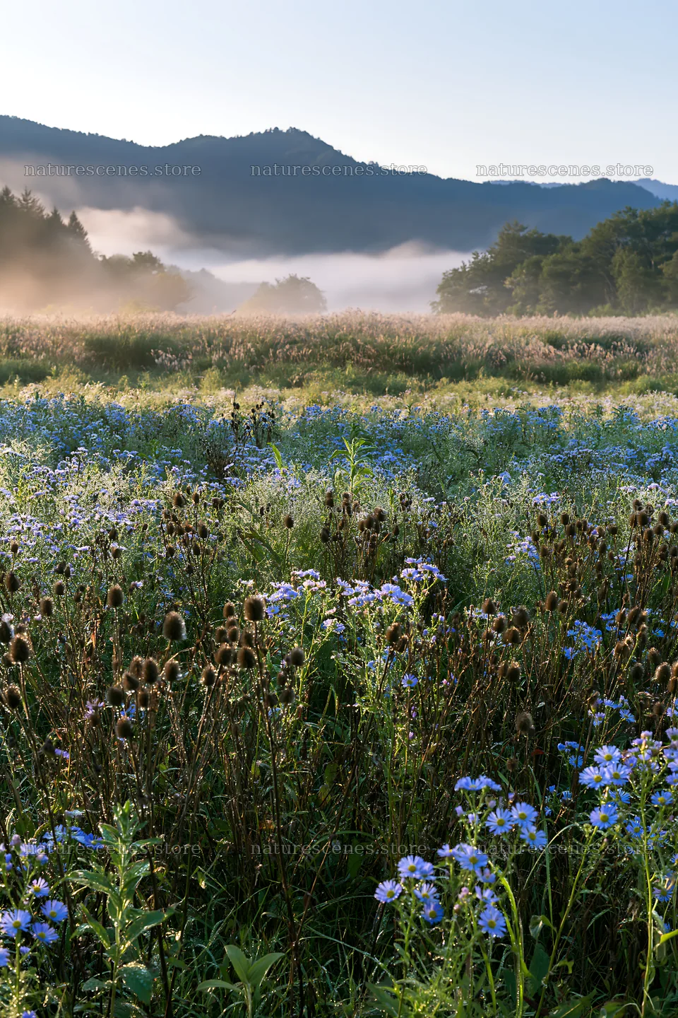 Biodiverse Nagano silver grass meadow dew in early morning light – nature scenes 6480x9722