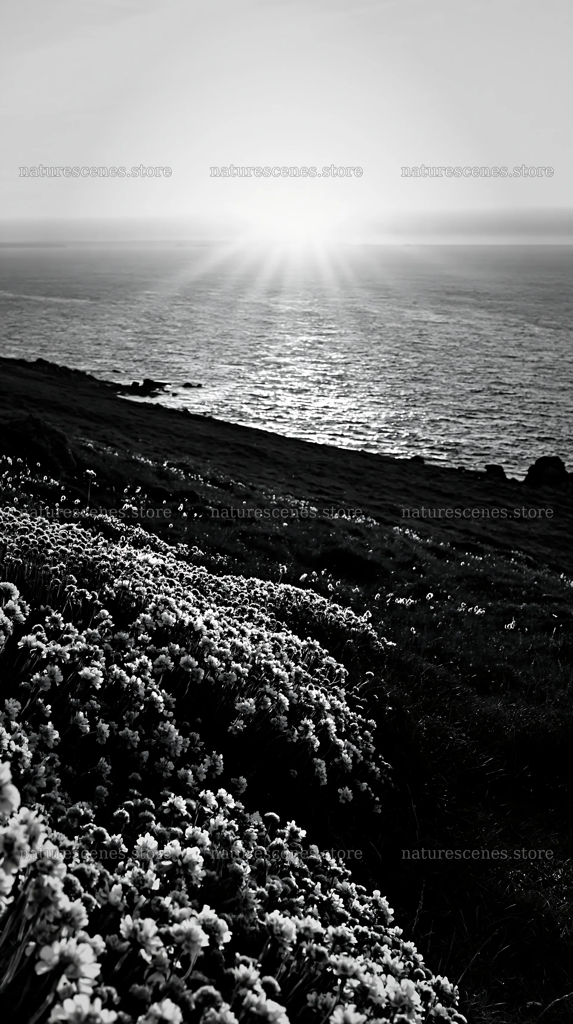 Sunset over meadow by the ocean with crepuscular rays – nature scenes 5938x10608