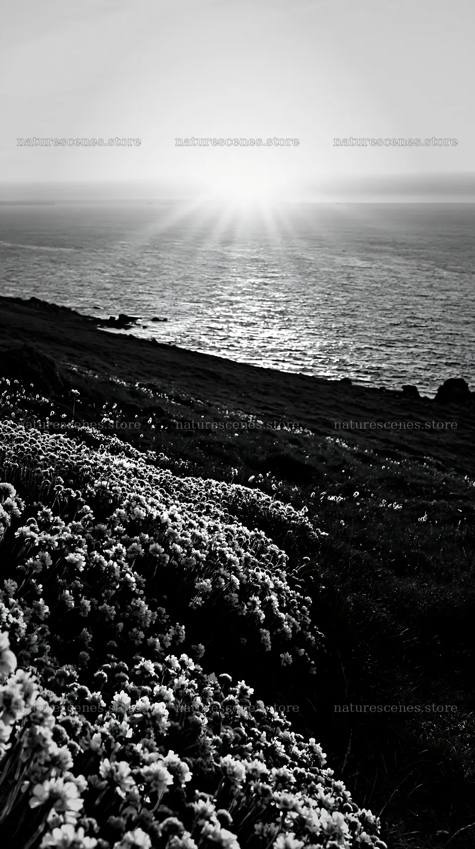 Sunset over meadow by the ocean with crepuscular rays – nature scenes 5938x10608