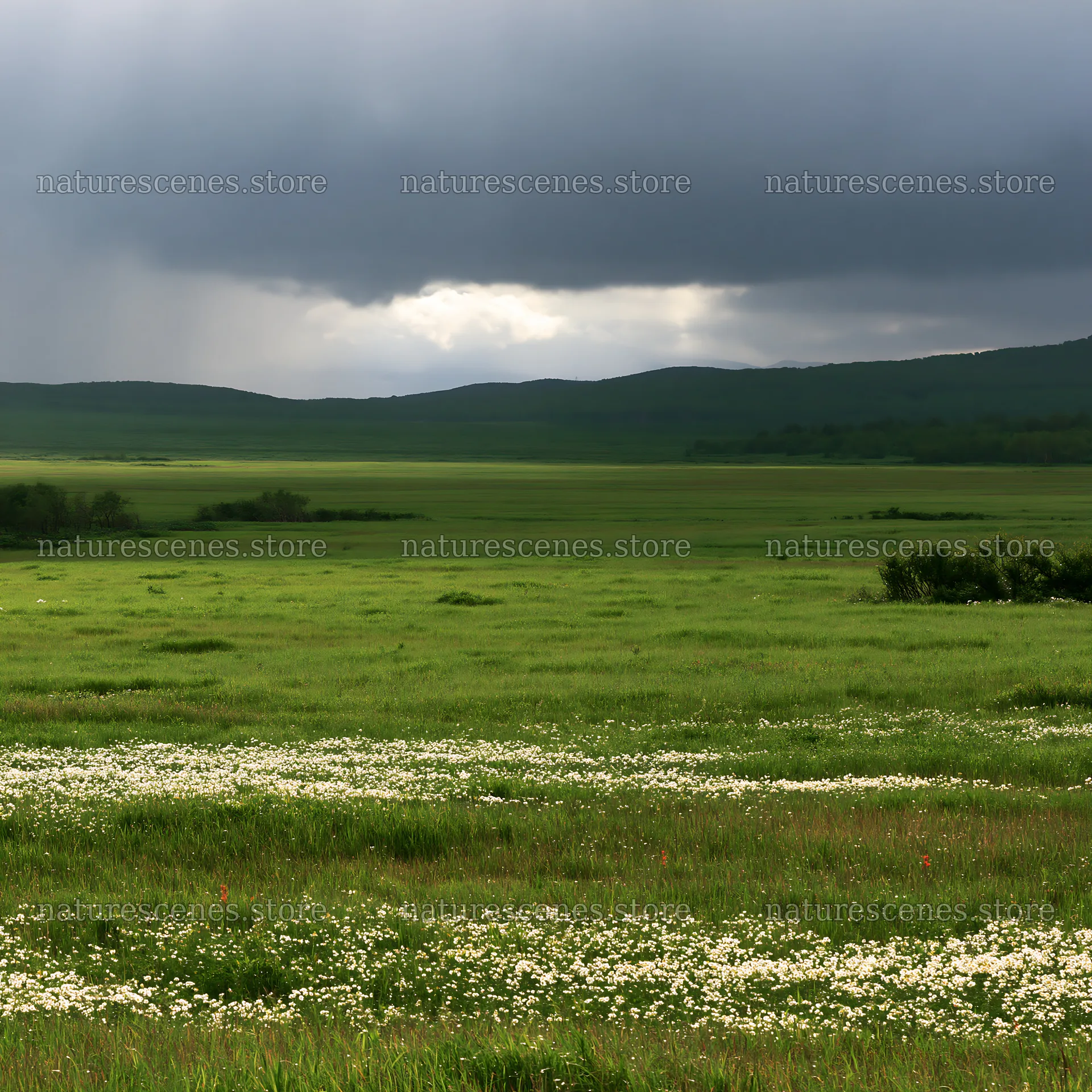 Expansive Hokkaido restoration meadow with dewdrops – nature scenes 7938x7938
