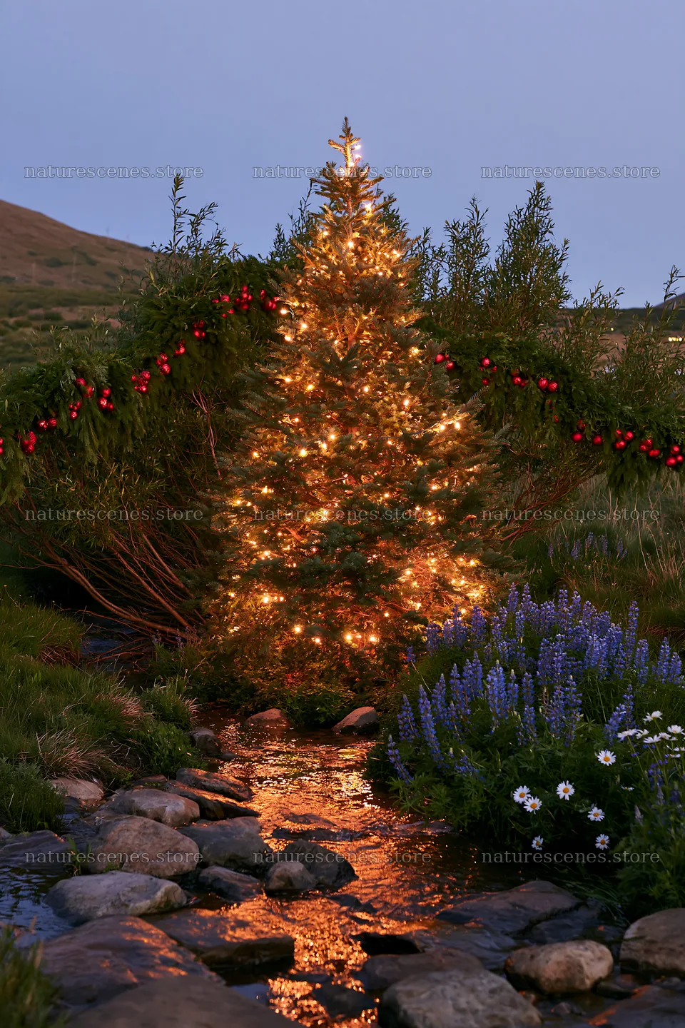 Christmas tree at dusk beside stream in meadow – nature scenes 6480x9722