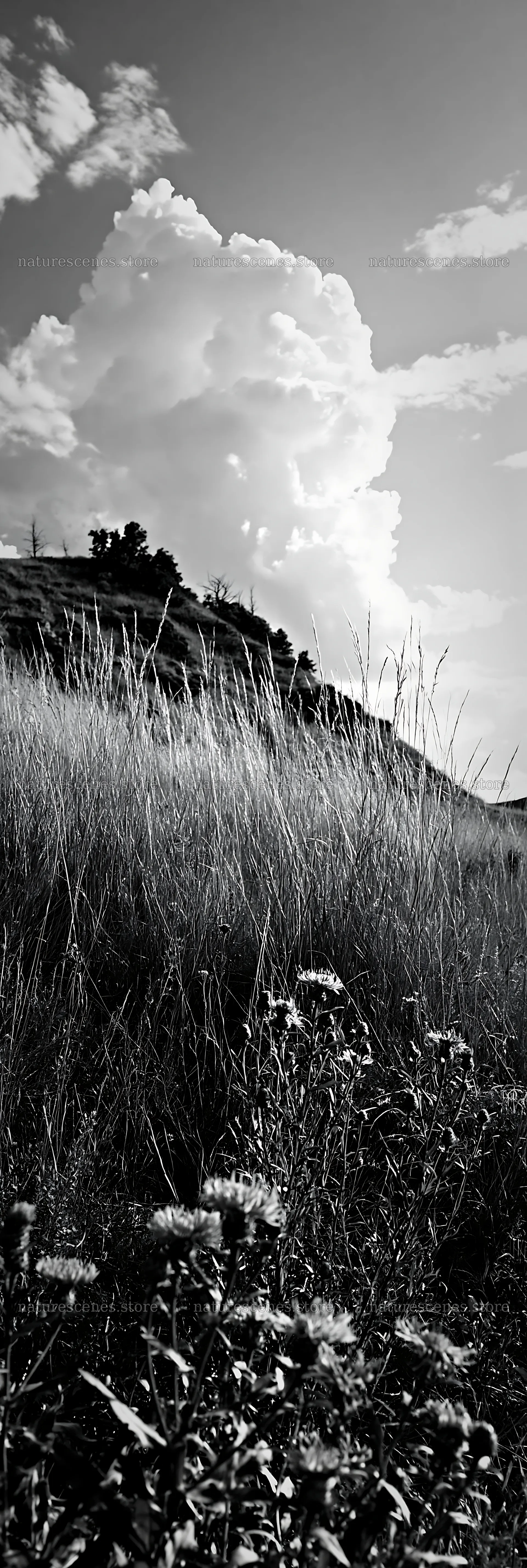 Meadow with knapweed under a cloudy sky – nature scenes 4602x13690