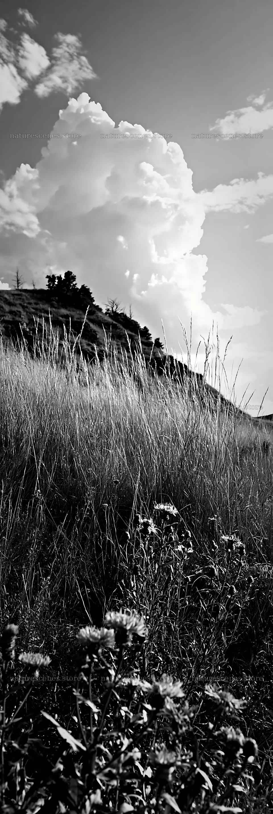 Meadow with knapweed under a cloudy sky – nature scenes 4602x13690