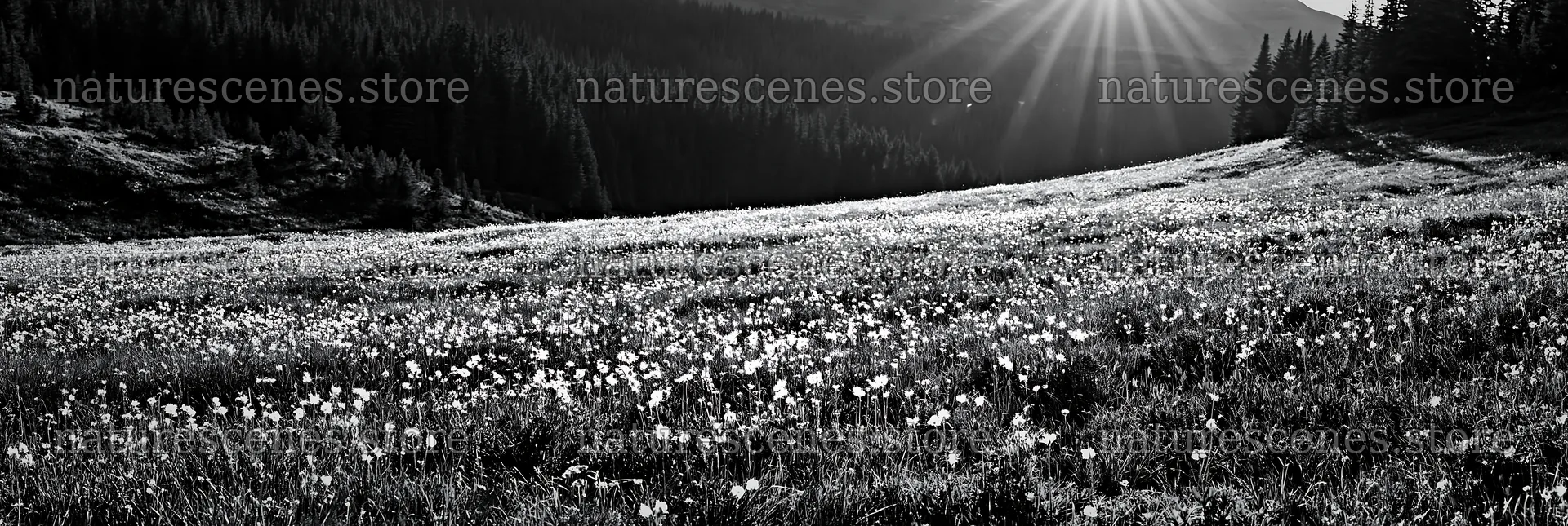 Sunshine Meadows Banff light rays illuminate the meadow – nature scenes 13690x4602