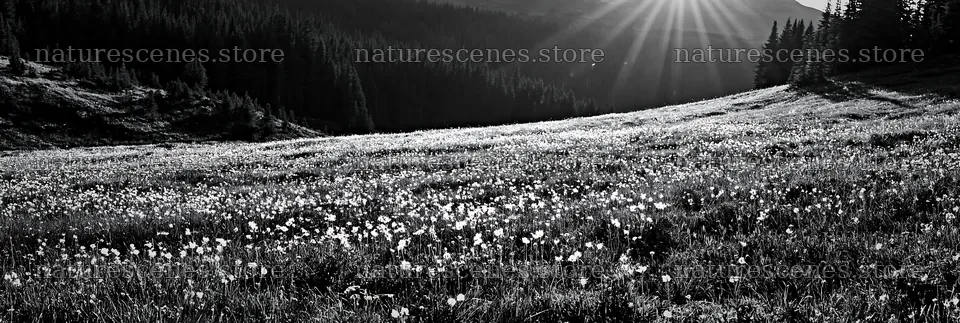 Sunshine Meadows Banff light rays illuminate the meadow – nature scenes 13690x4602
