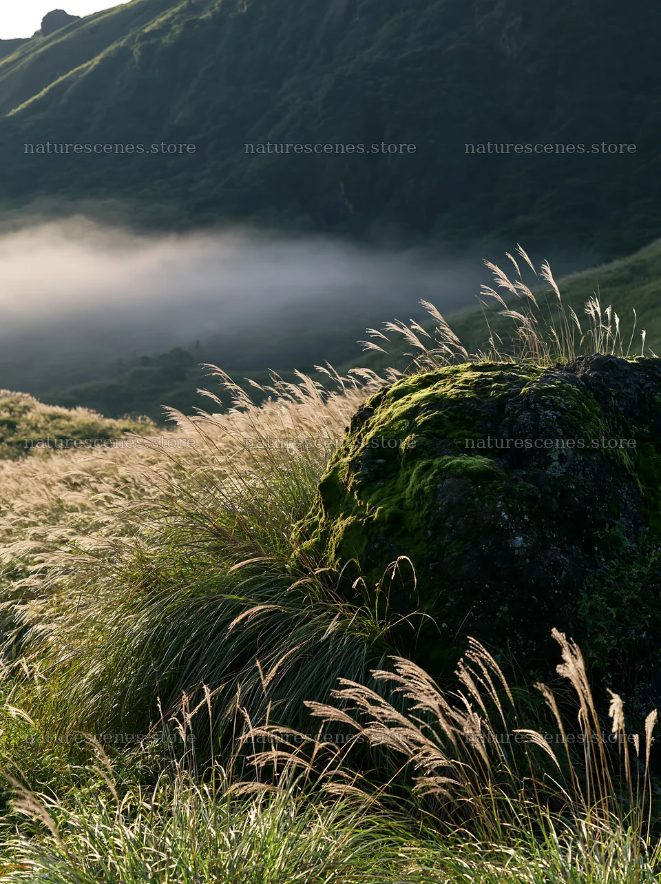 Moss covered stone in a misty meadow at Shimane – nature scenes 6866x9174