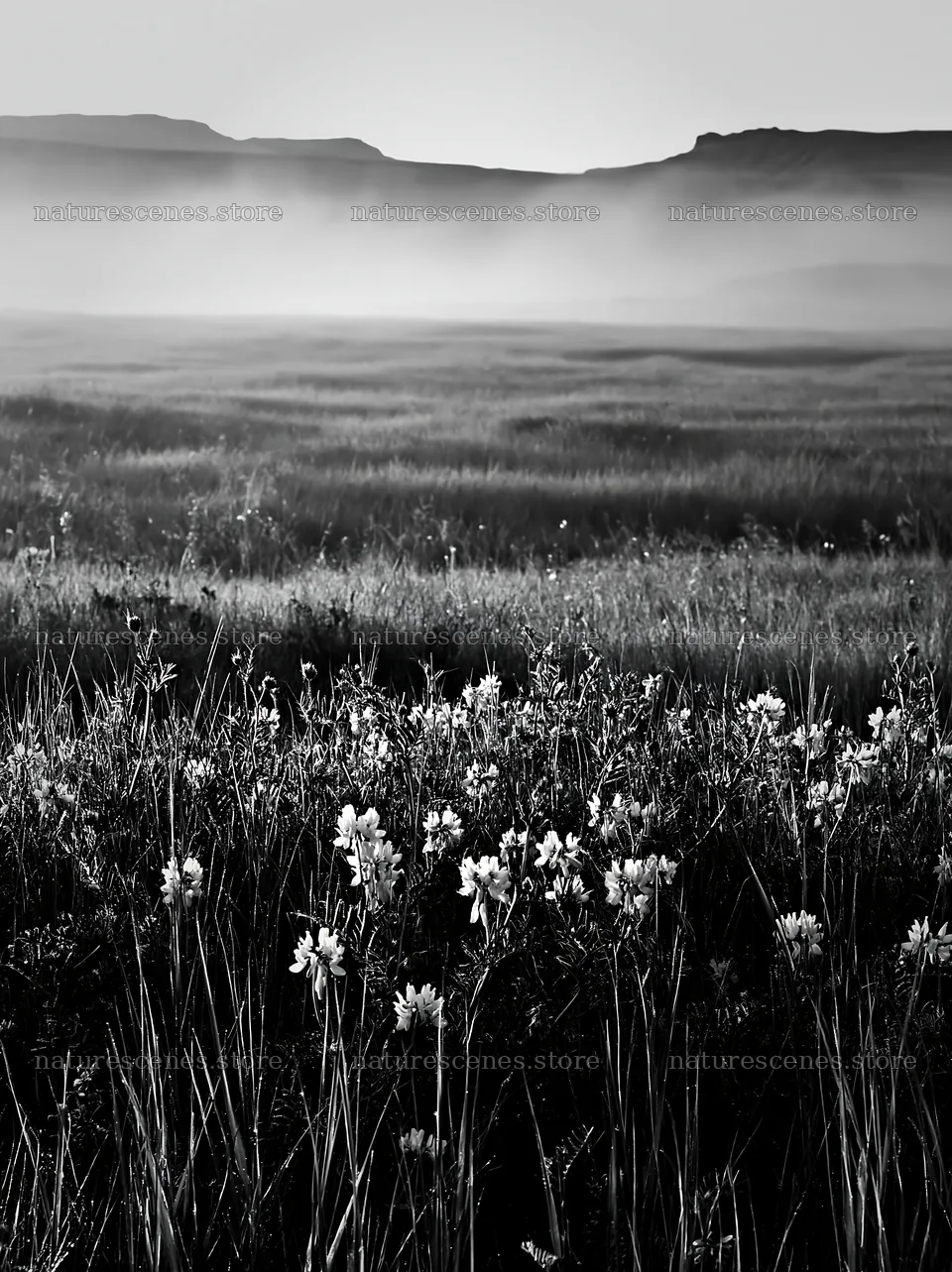 Saga floodplain meadow with reed foreground at sunrise – nature scenes 6866x9174