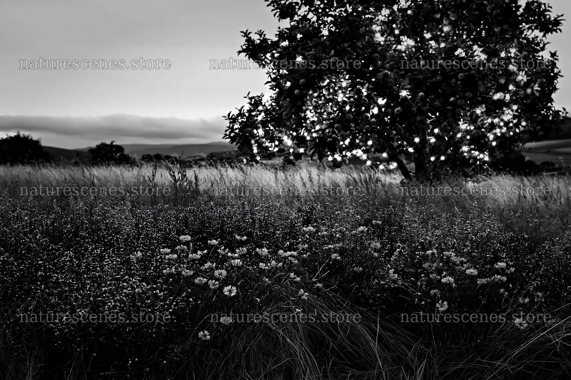 Apple tree with lights in a meadow of wild thyme at dusk – nature scenes 9722x6480