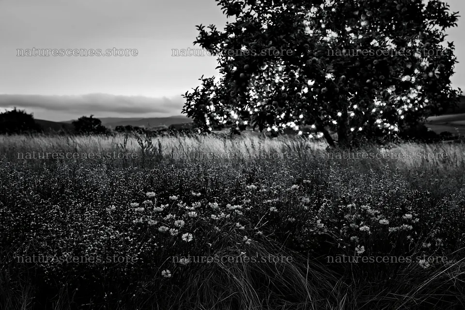 Apple tree with lights in a meadow of wild thyme at dusk – nature scenes 9722x6480