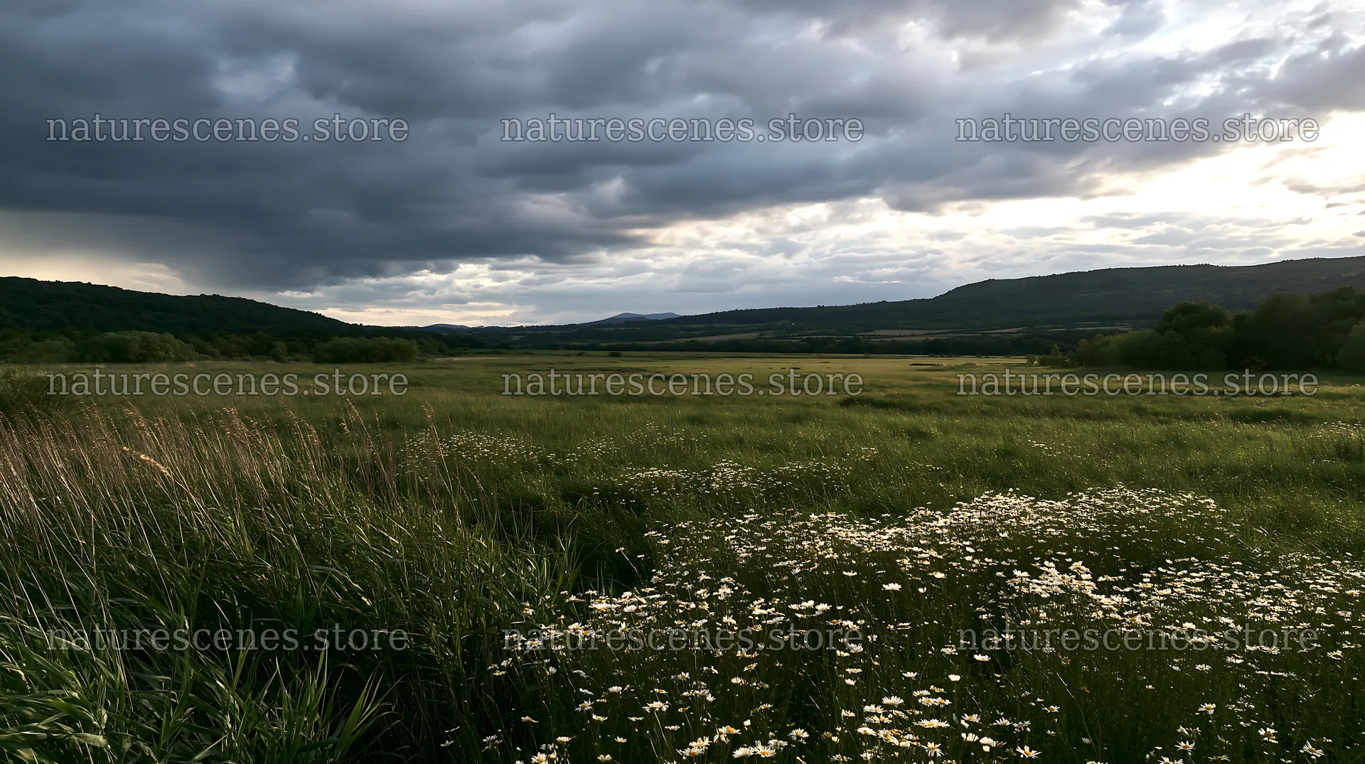 Saga floodplain meadow with reed foreground under cloudy sky – nature scenes 10608x5938