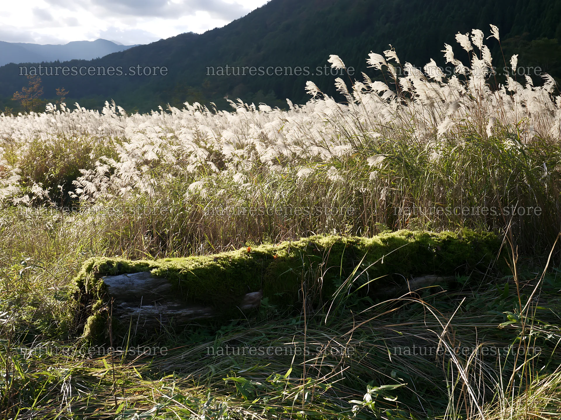 Gifu low carbon meadow mossy log surrounded by tall grass – nature scenes 9174x6866