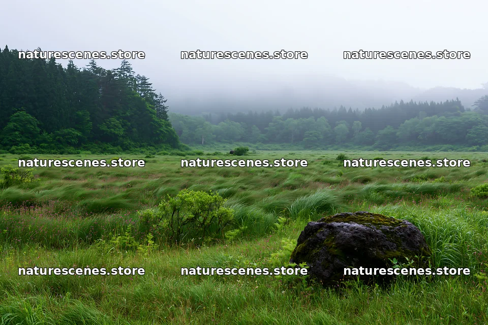 Miyagi spring recovery meadow mossy stone in misty landscape – nature scenes 9722x6480