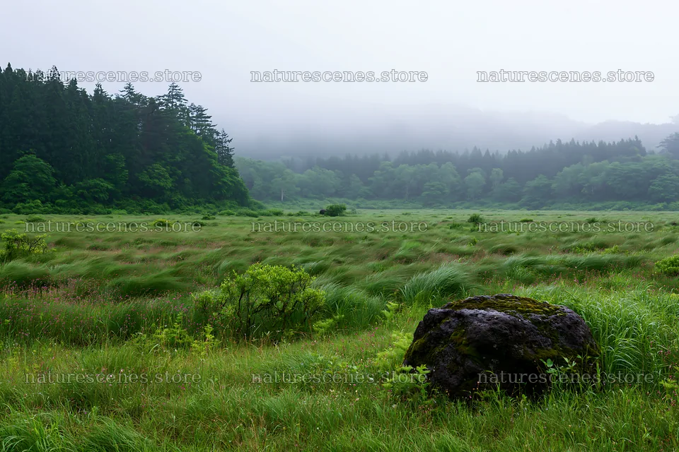Miyagi spring recovery meadow mossy stone in misty landscape – nature scenes 9722x6480