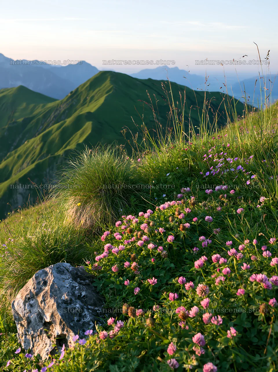 Clover speedwell meadow at sunset under mountain backdrop – nature scenes 6866x9174