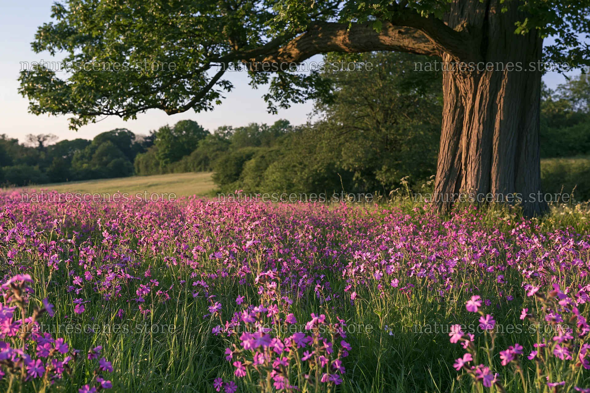 Pink campion meadow in a natural setting under a tree – nature scenes 9722x6480