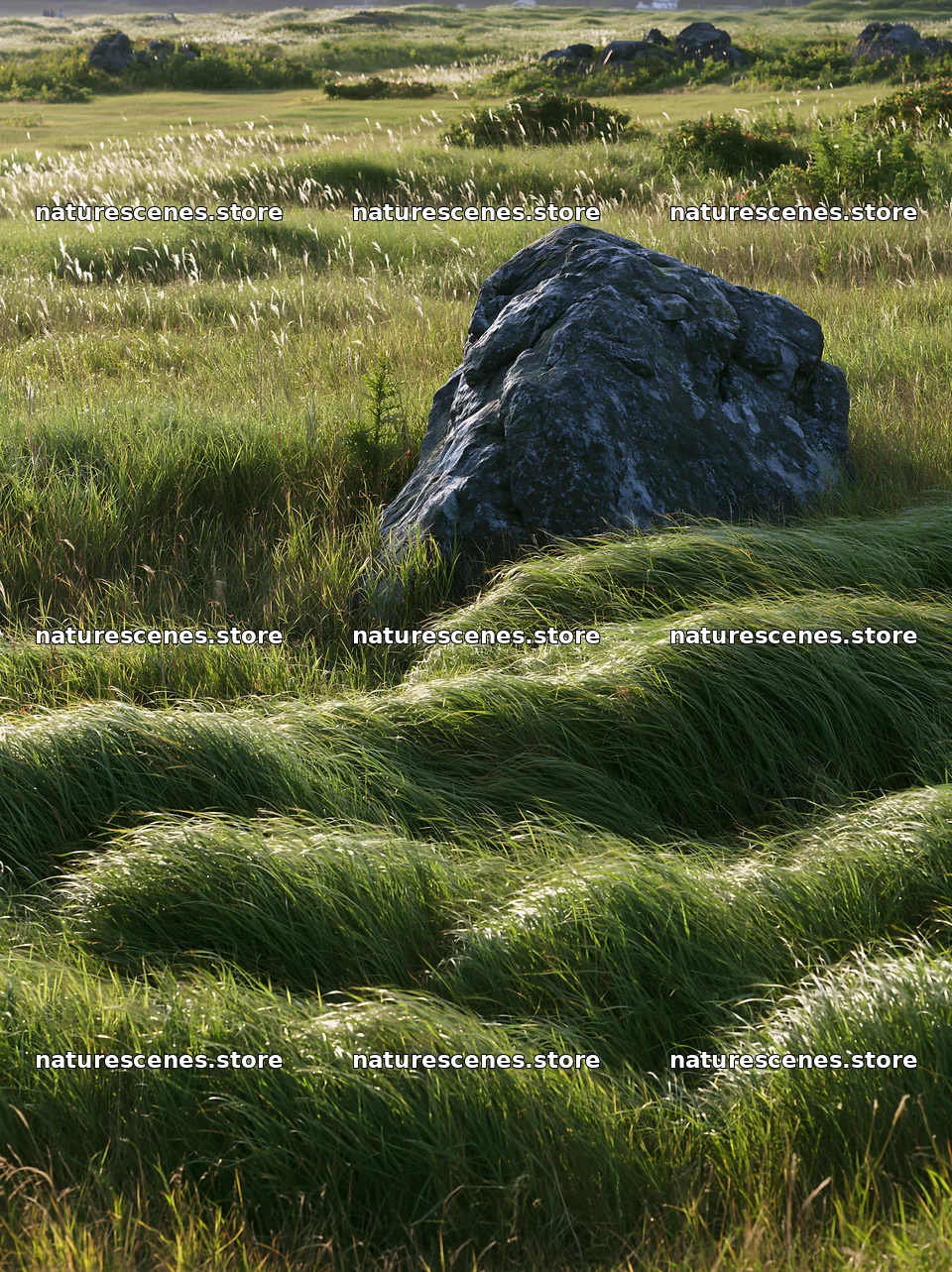 Aomori climate resilient meadow with boulder in grassy field – nature scenes 6866x9174