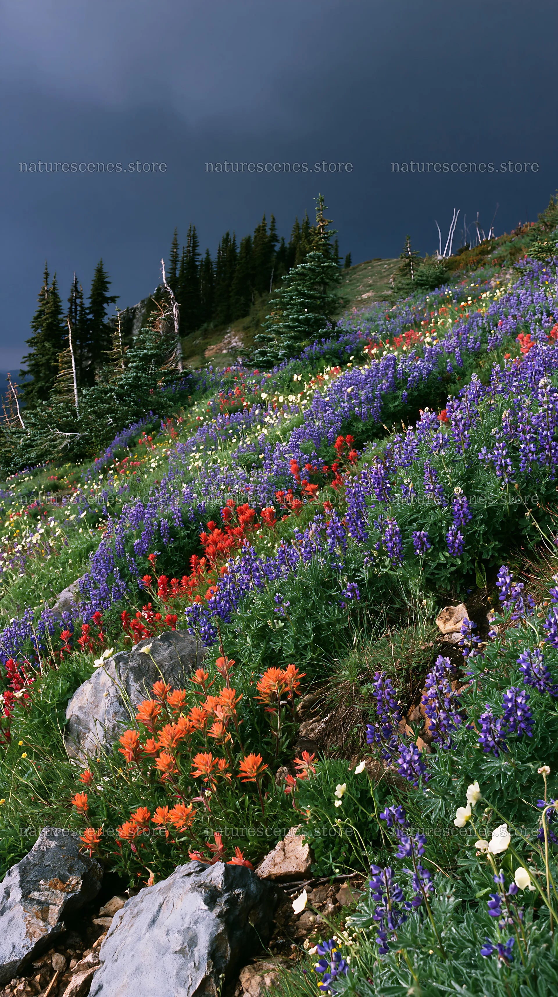 Vibrant flowers in a climate-resilient meadow – nature scenes 5938x10608
