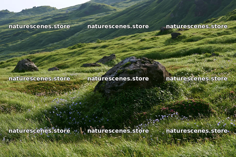 Aomori climate resilient meadow with boulder – nature scenes 9722x6480