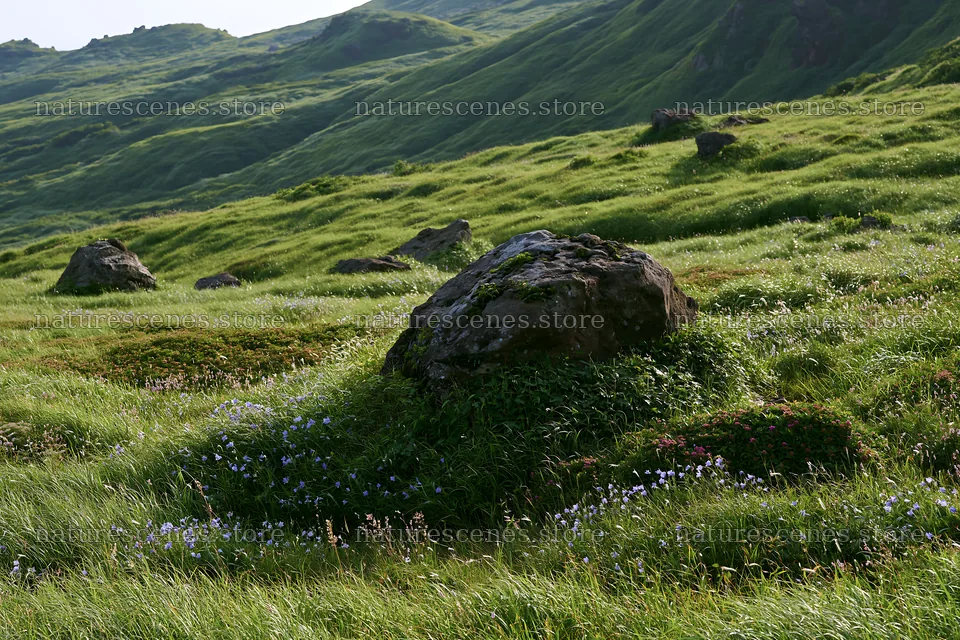 Aomori climate resilient meadow with boulder – nature scenes 9722x6480