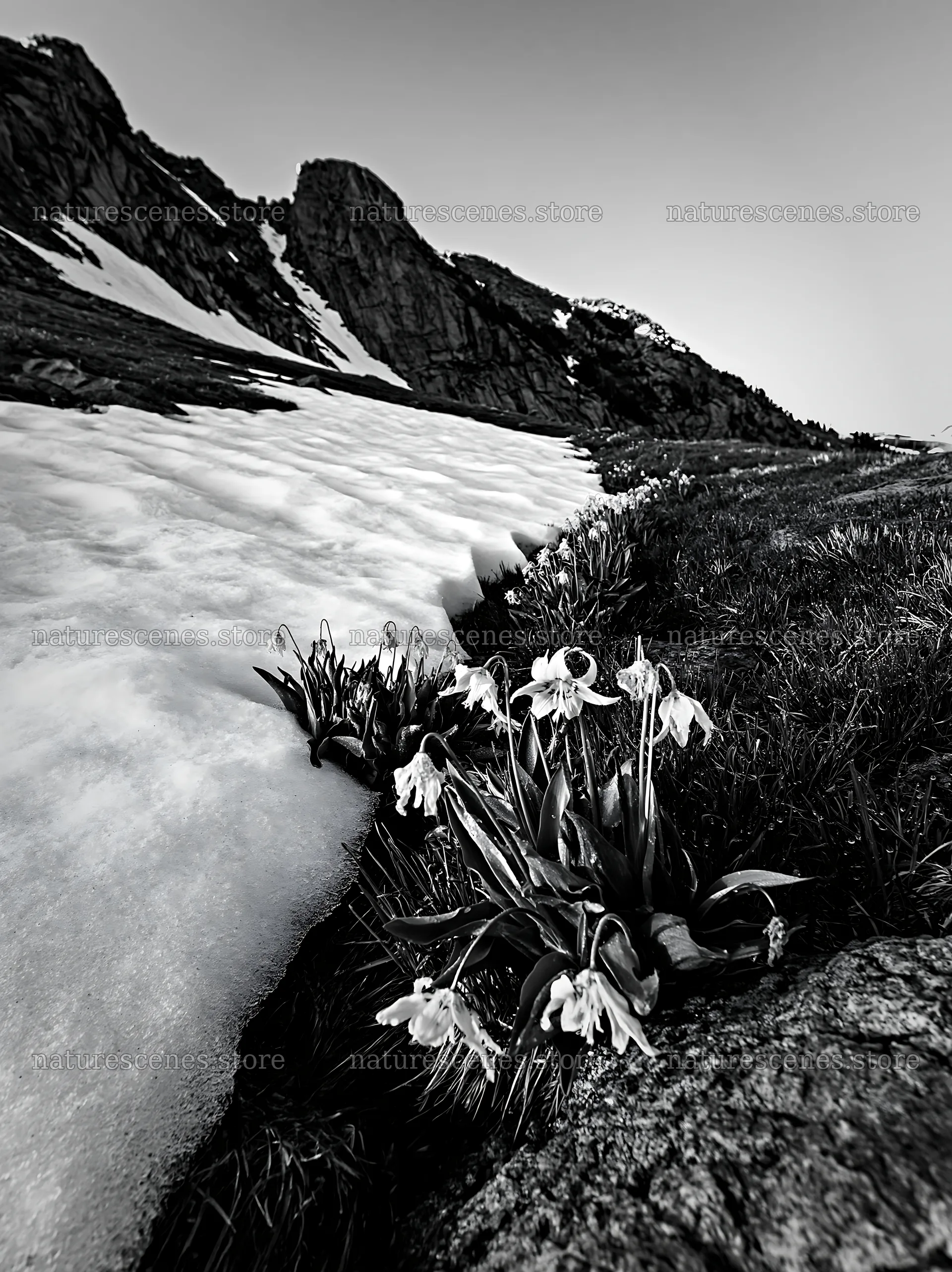 Snowmelt meadow with flowers and snow near mountain – nature scenes 6866x9174