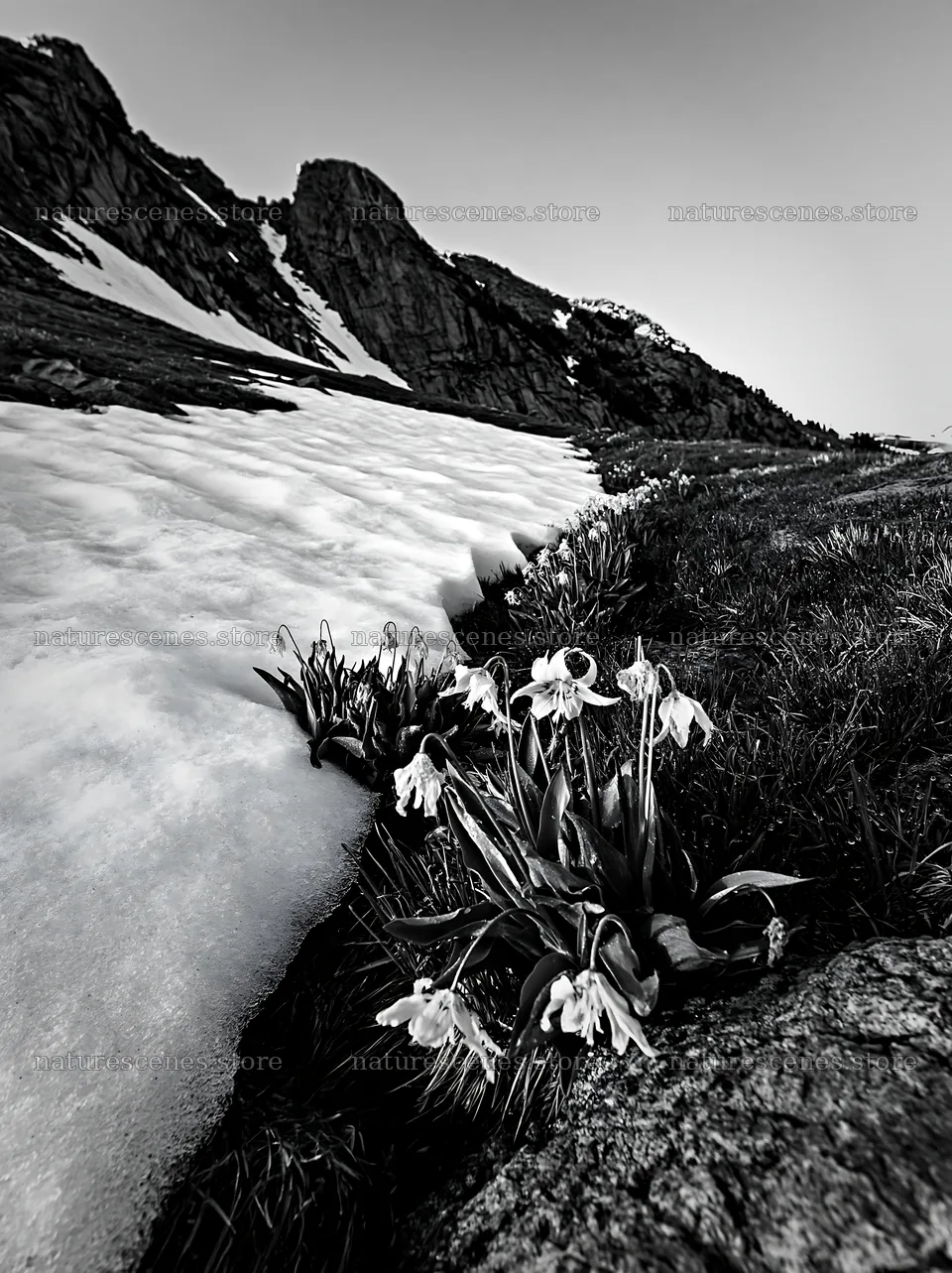 Snowmelt meadow with flowers and snow near mountain – nature scenes 6866x9174