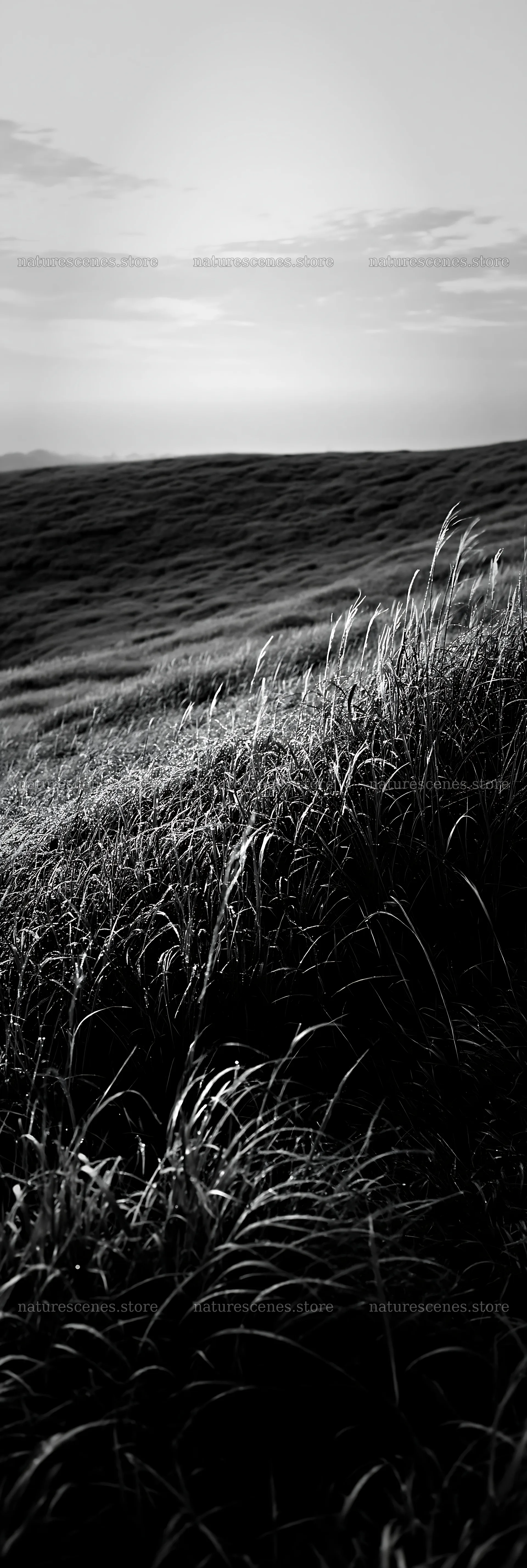 Miyazaki sunrise meadow dew covered sedges reflect morning light – nature scenes 4602x13690