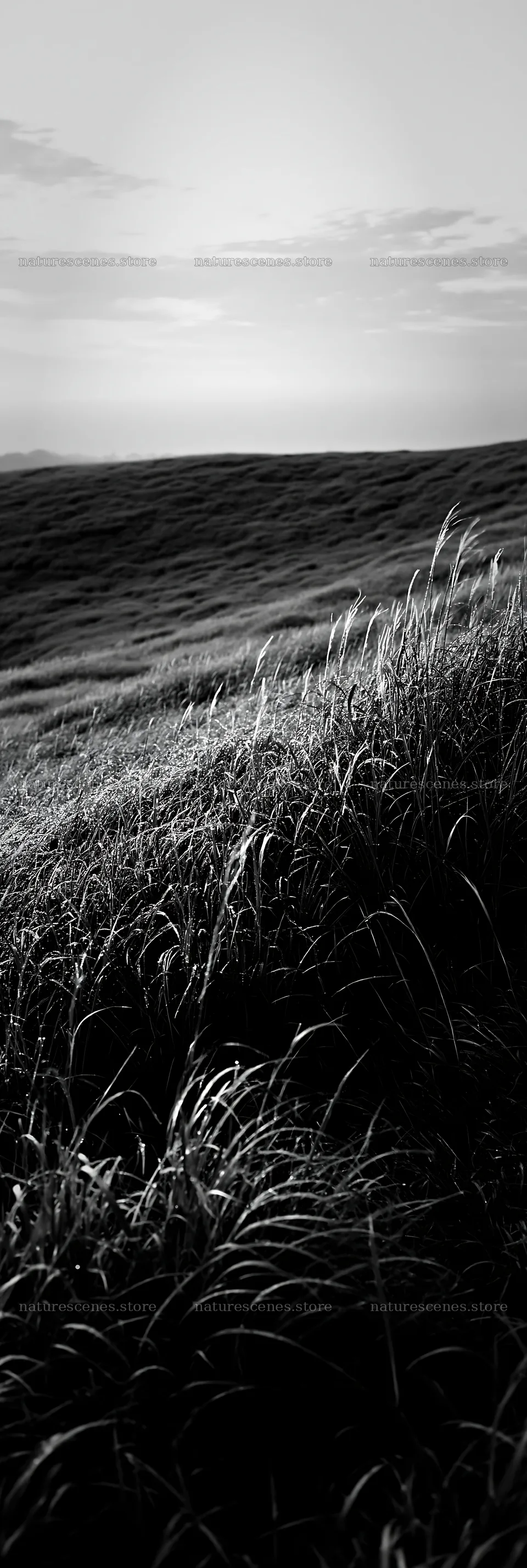 Miyazaki sunrise meadow dew covered sedges reflect morning light – nature scenes 4602x13690