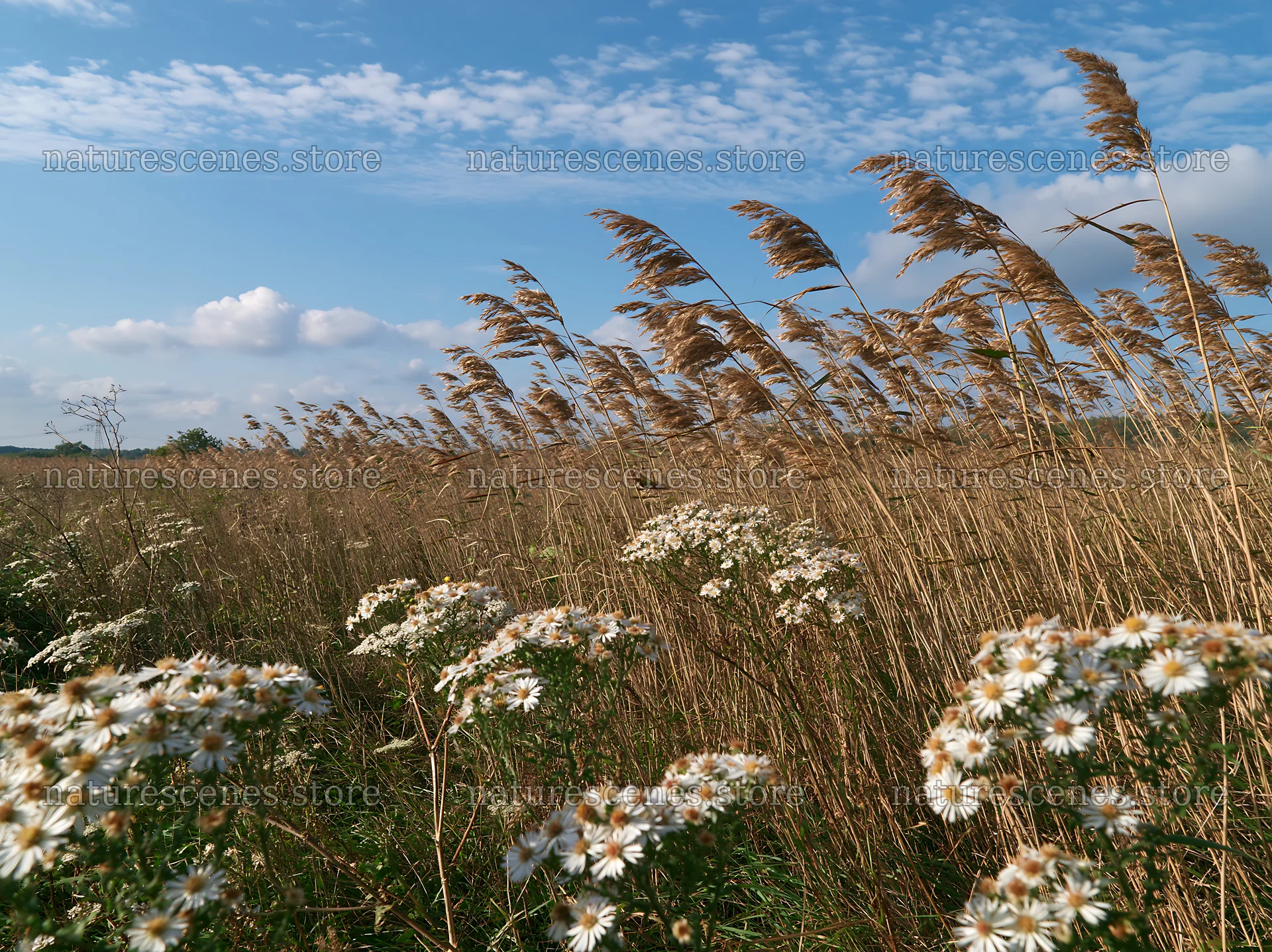 Saga floodplain meadow with reed foreground and wildflowers – nature scenes 9174x6866