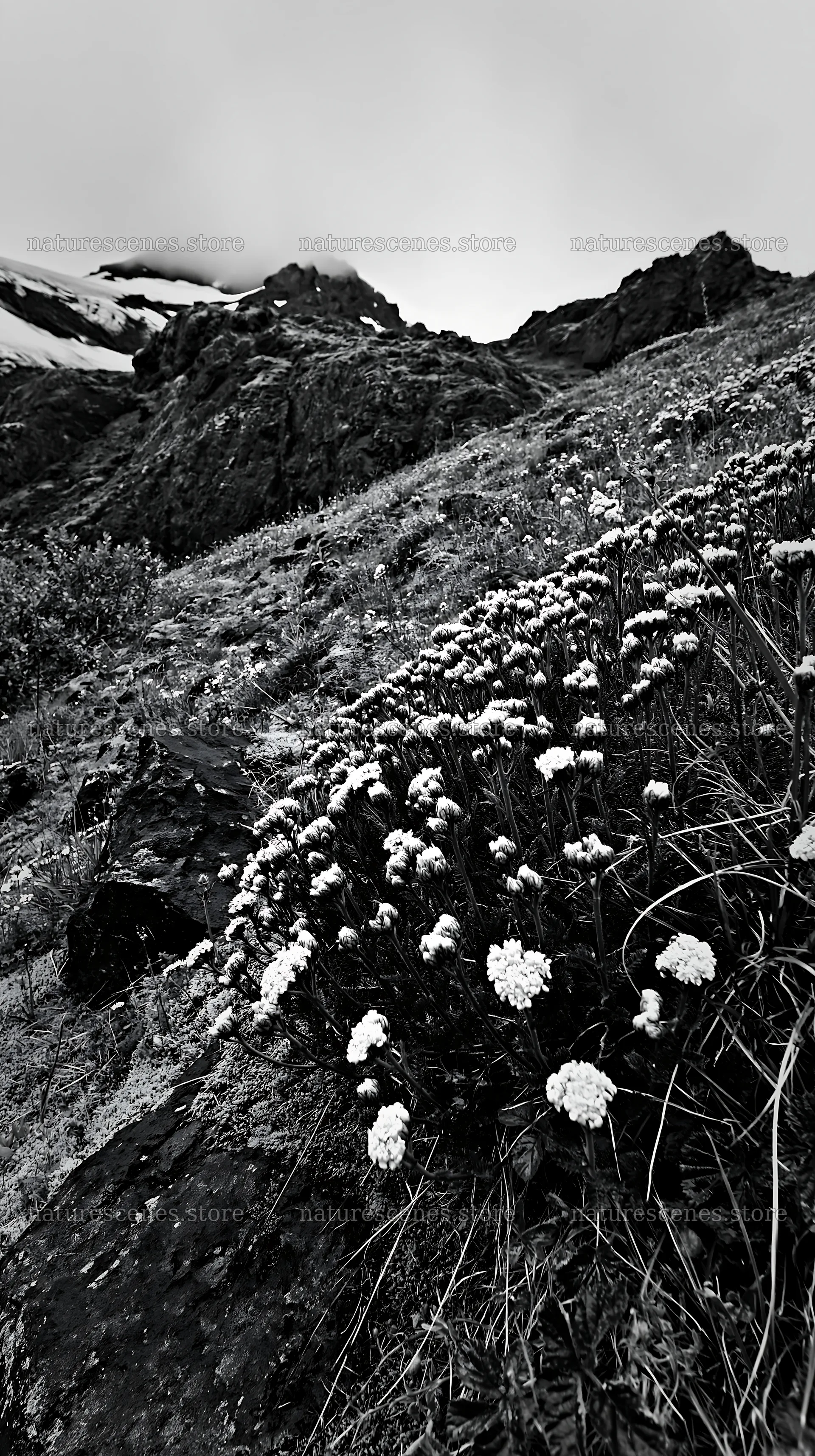 Yarrow meadow blooms near rocky mountain landscape – nature scenes 5938x10608