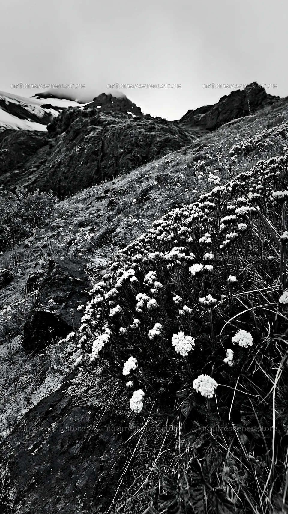 Yarrow meadow blooms near rocky mountain landscape – nature scenes 5938x10608
