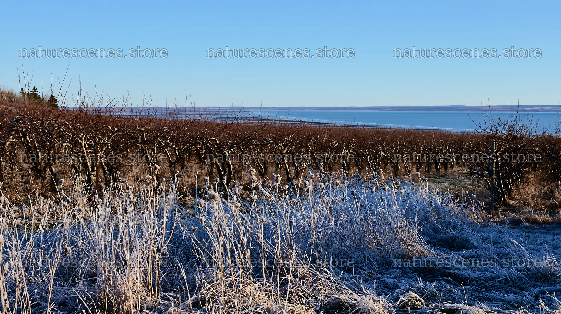 Seaside orchard meadow with bare trees and frost on the ground – nature scenes 10608x5938
