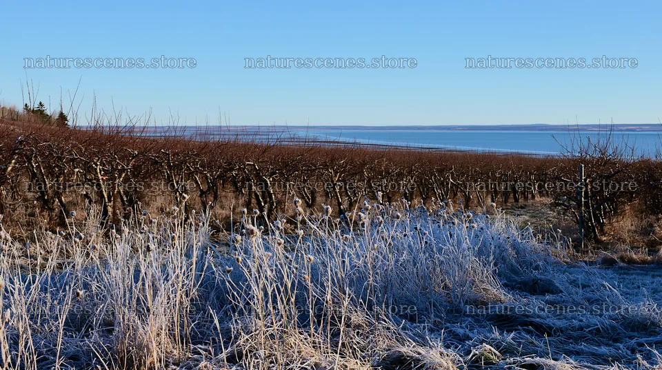 Seaside orchard meadow with bare trees and frost on the ground – nature scenes 10608x5938