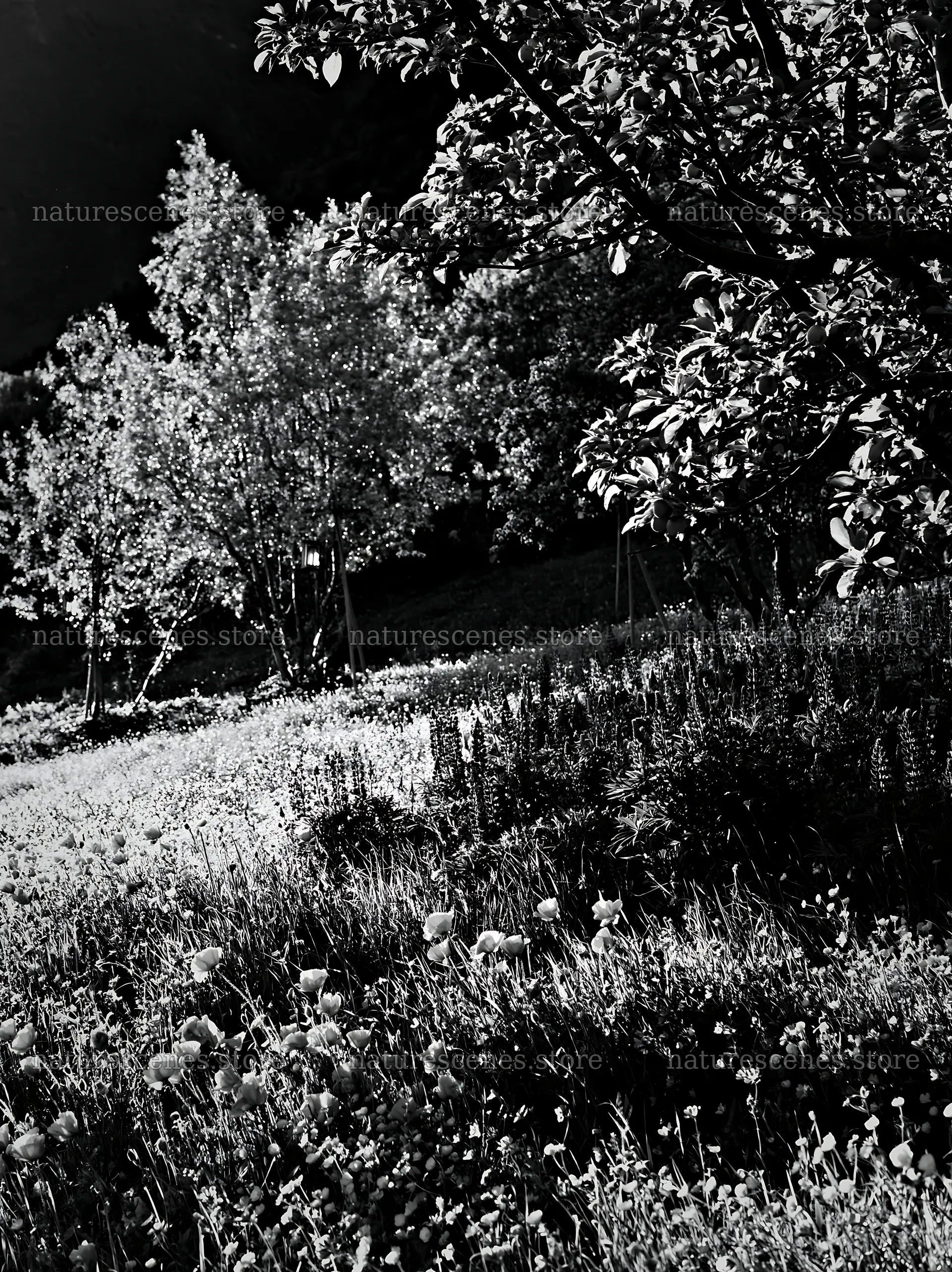Apple tree meadow in Lofoten with flowers in black and white – nature scenes 6866x9174