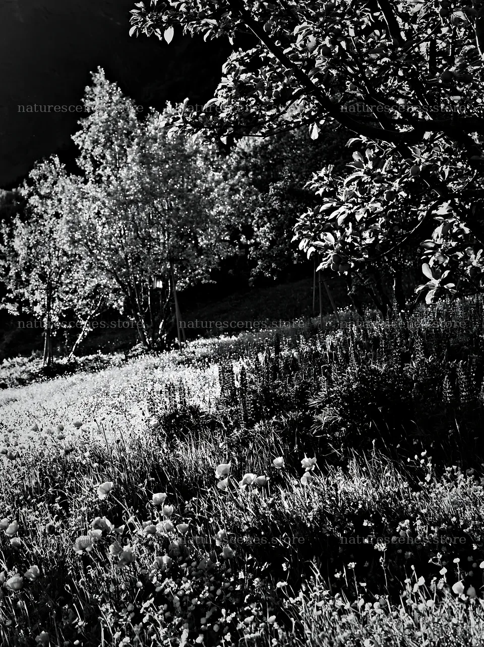Apple tree meadow in Lofoten with flowers in black and white – nature scenes 6866x9174